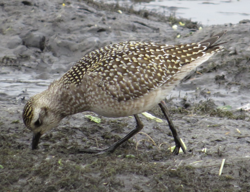 American Golden-Plover