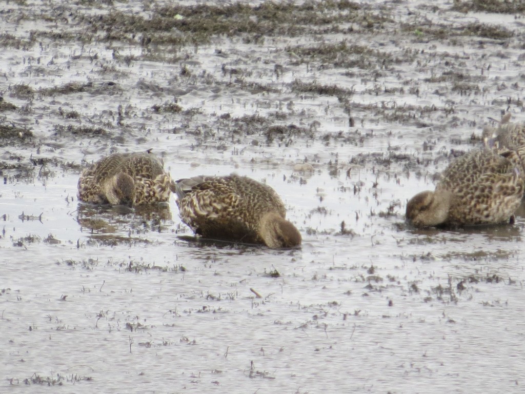 Green-winged Teal