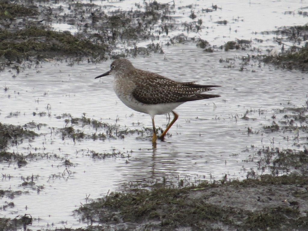 Solitary Sandpiper