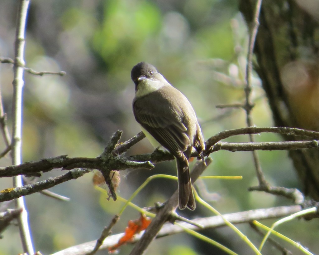 Eastern Phoebe