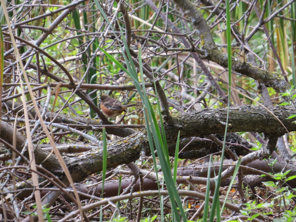 Eastern Towhee