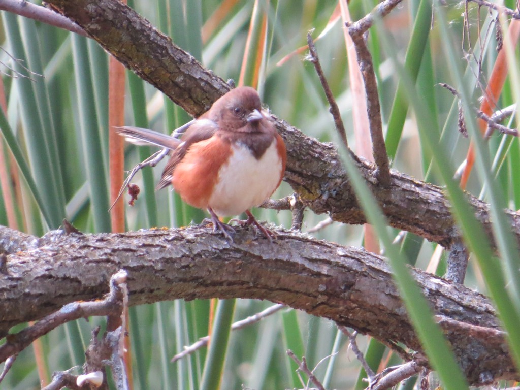 Eastern Towhee