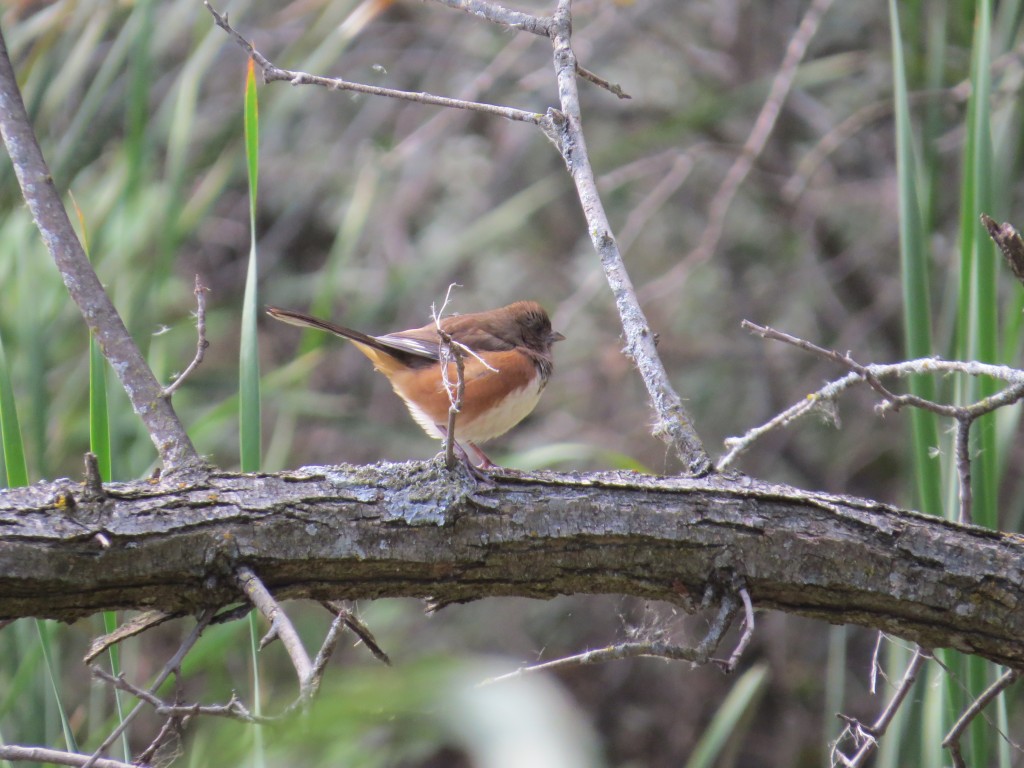 Eastern Towhee