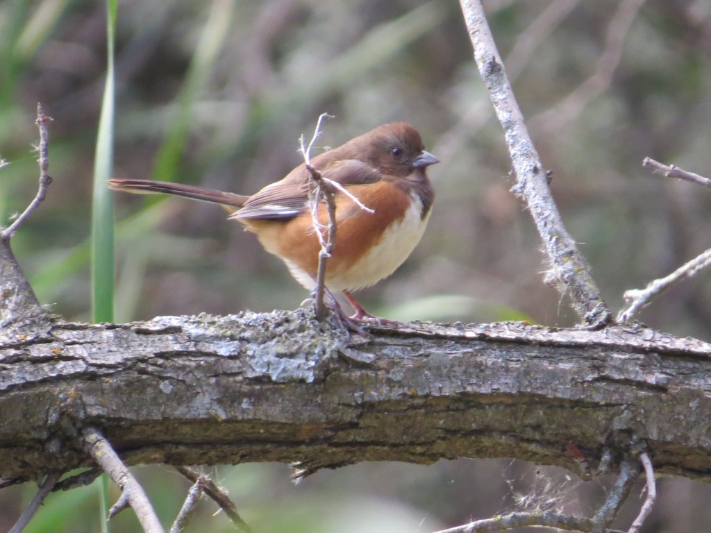 Eastern Towhee