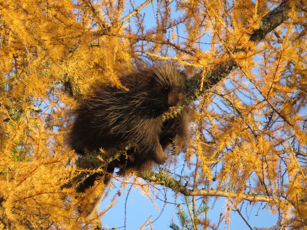 porcupine