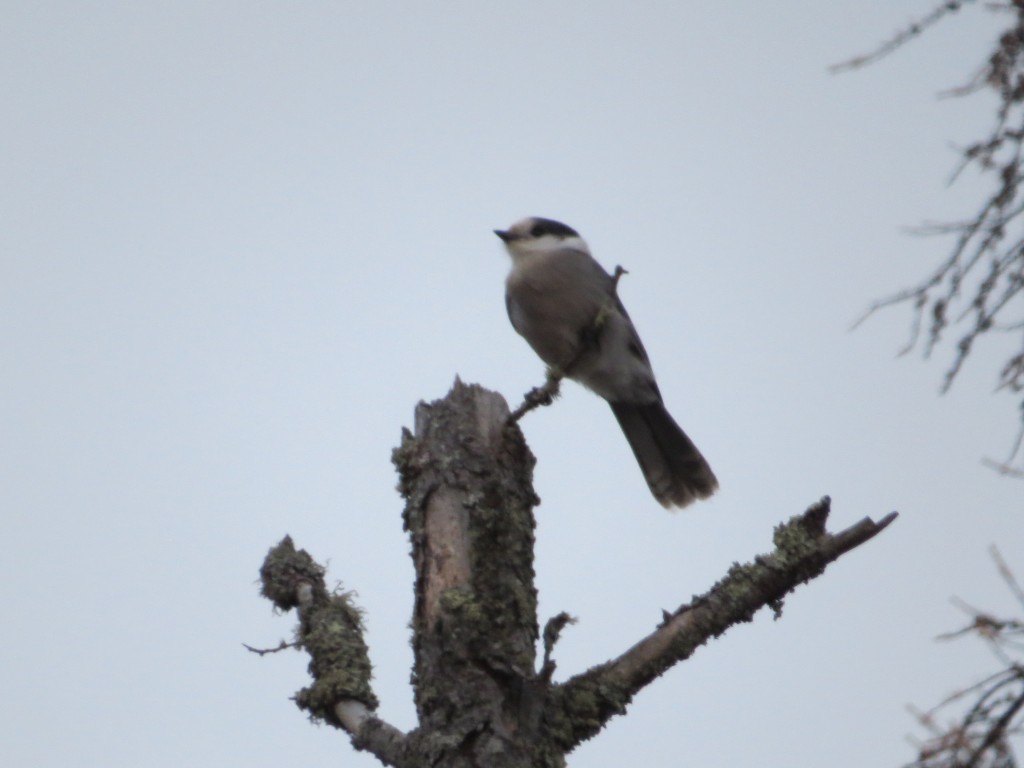 Gray Jay