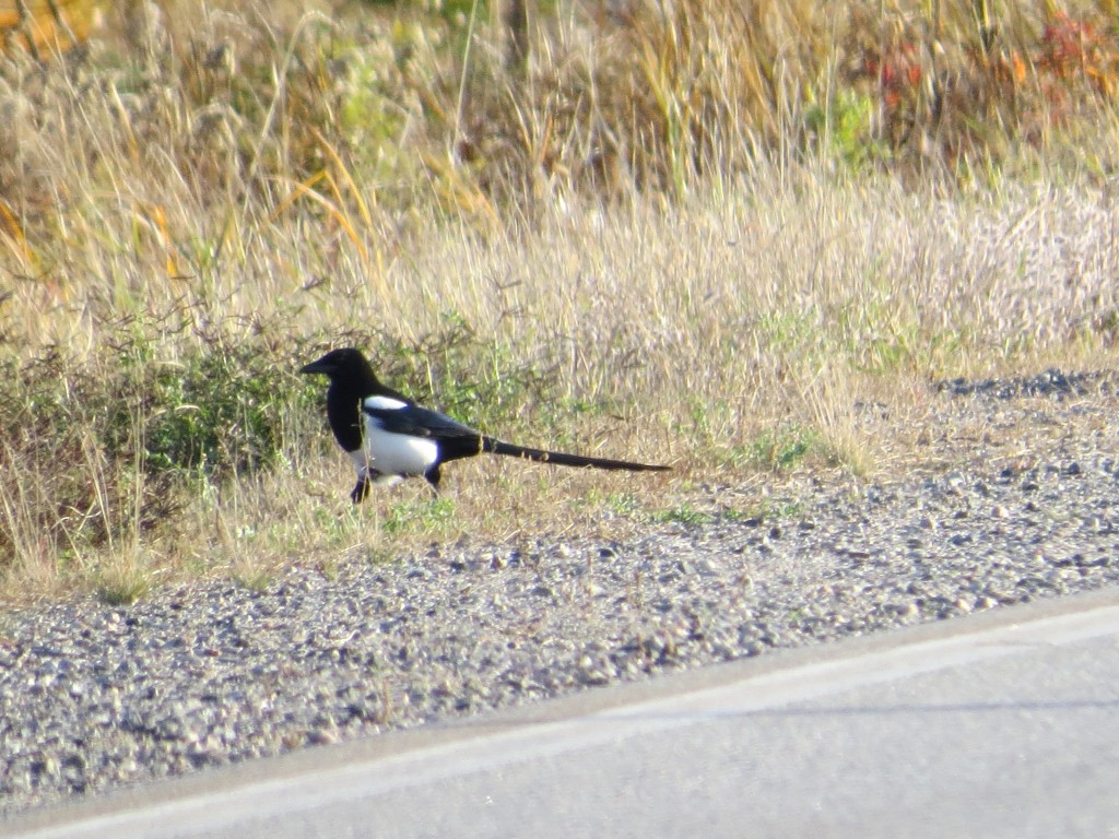 Black-billed Magpie