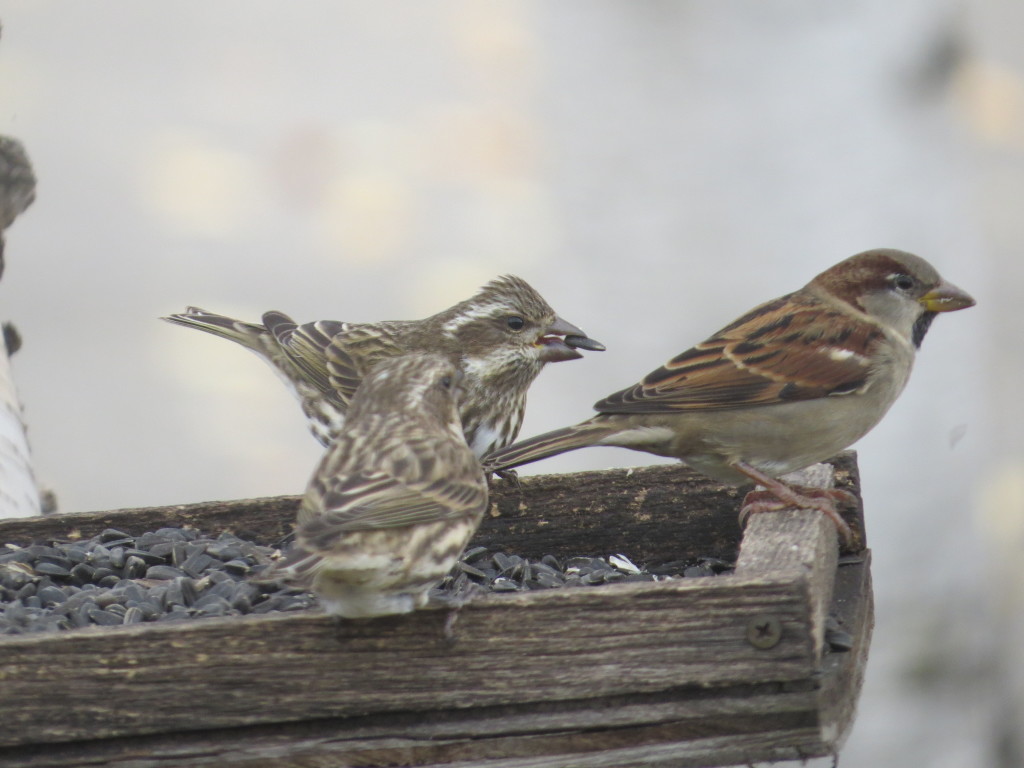 Purple Finch females and House Sparrow male