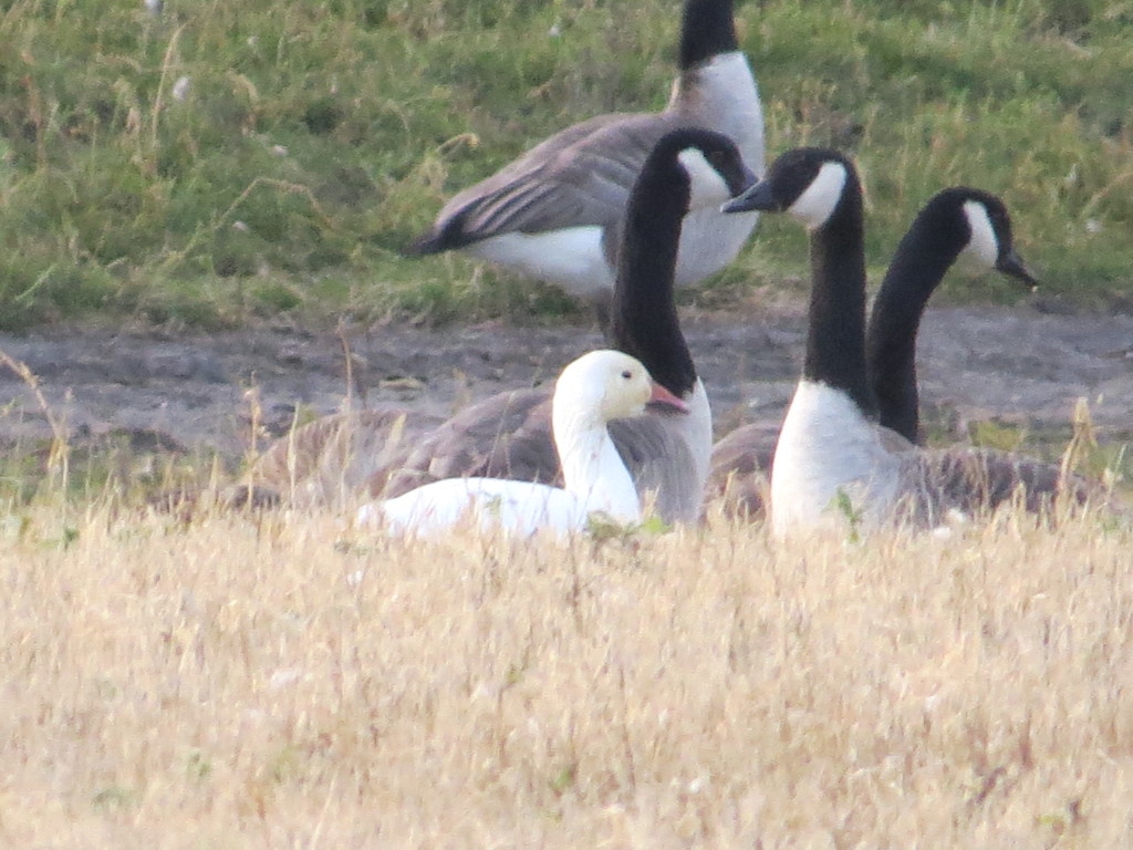 Snow Goose