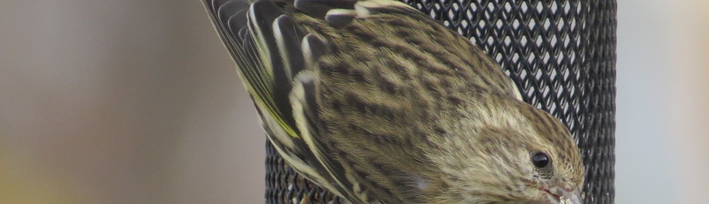 Pine Siskin