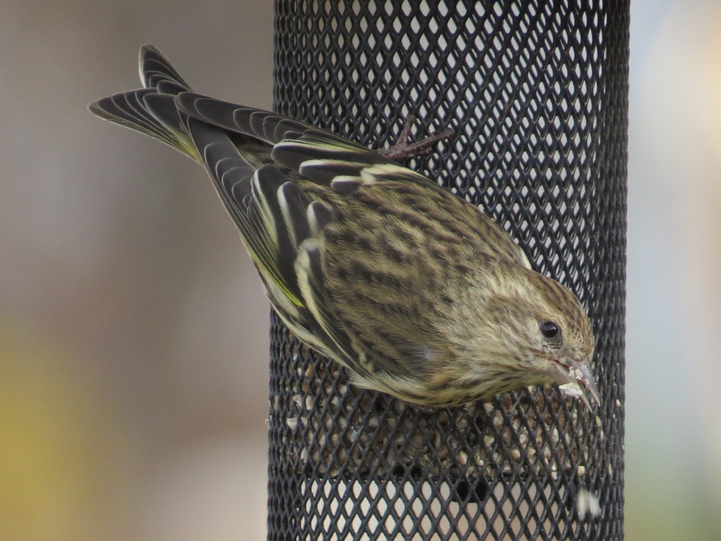 Pine Siskin