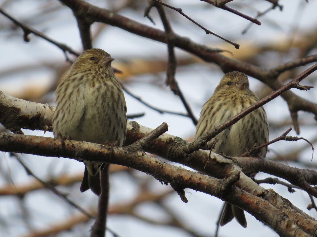 Pine Siskin