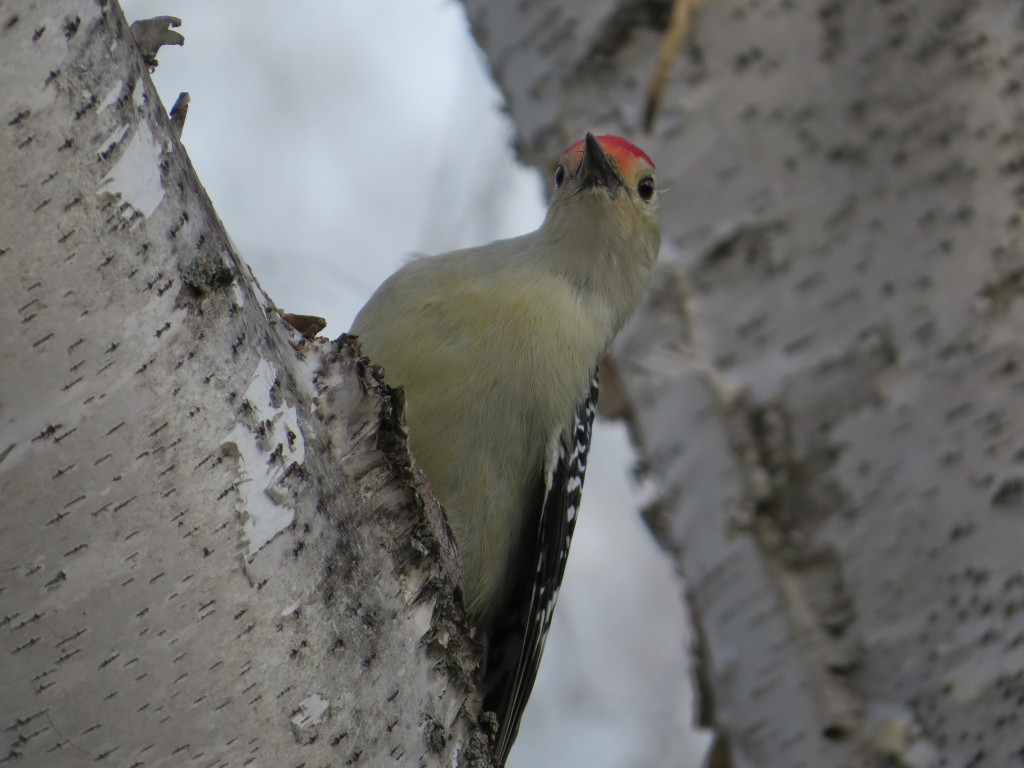 Red-bellied Woodpecker