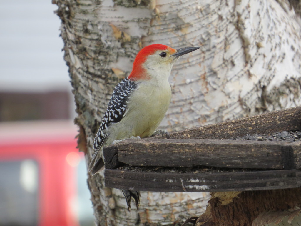 Red-bellied Woodpecker