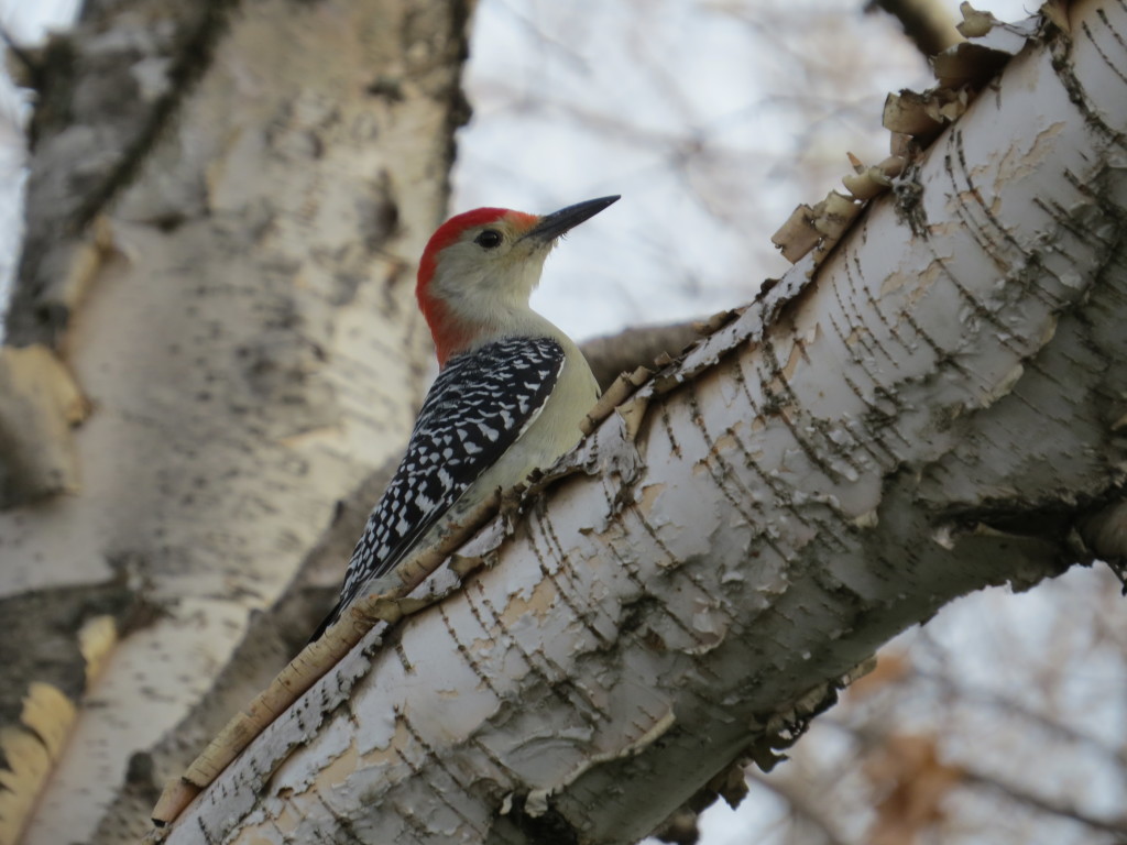 Red-bellied Woodpecker