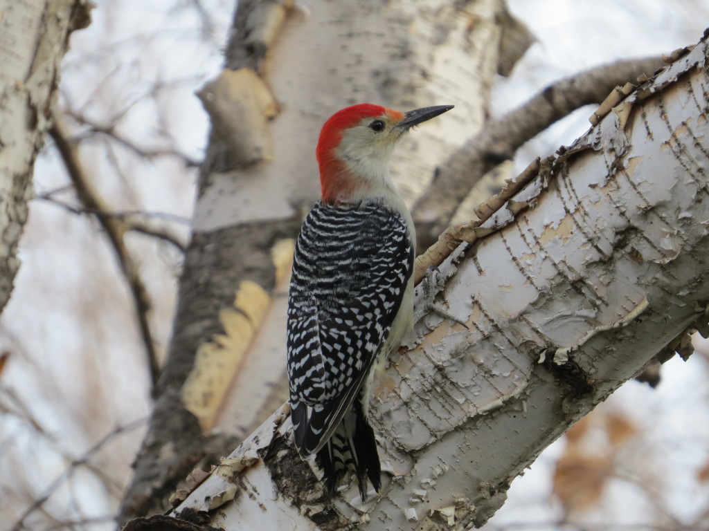 Red-bellied Woodpecker