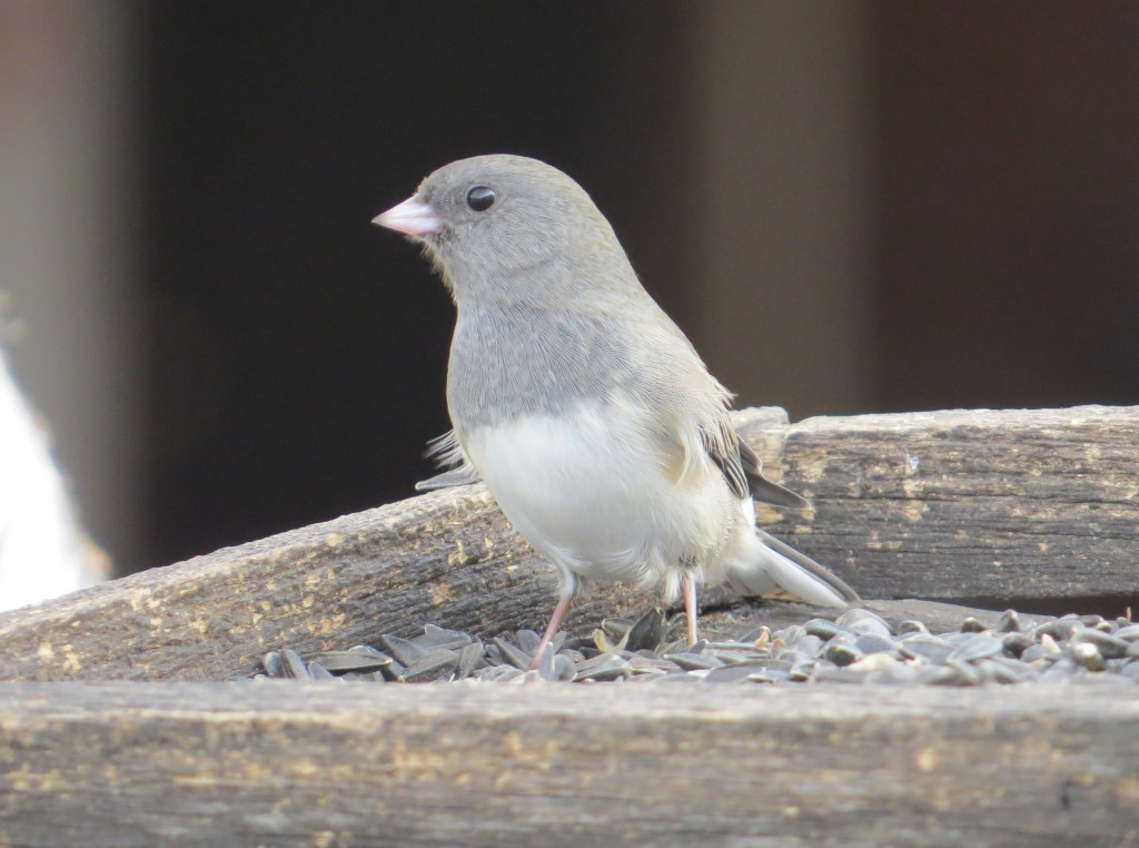 Dark-eyed Junco