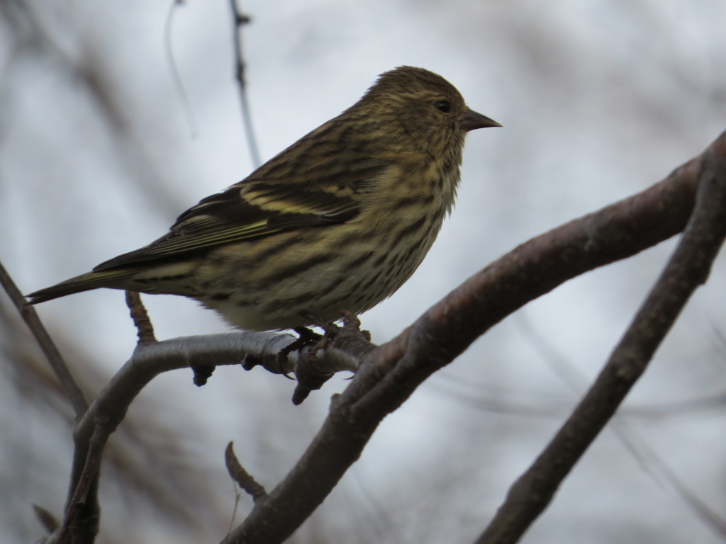 Pine Siskin