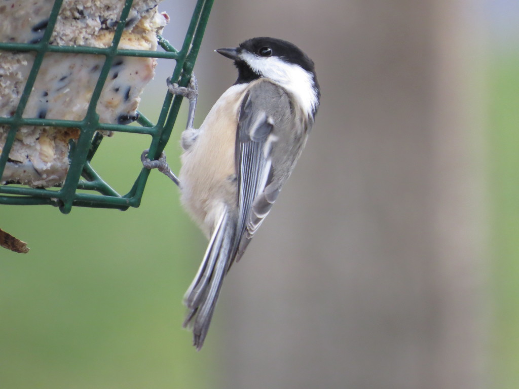 Black-capped Chickadee