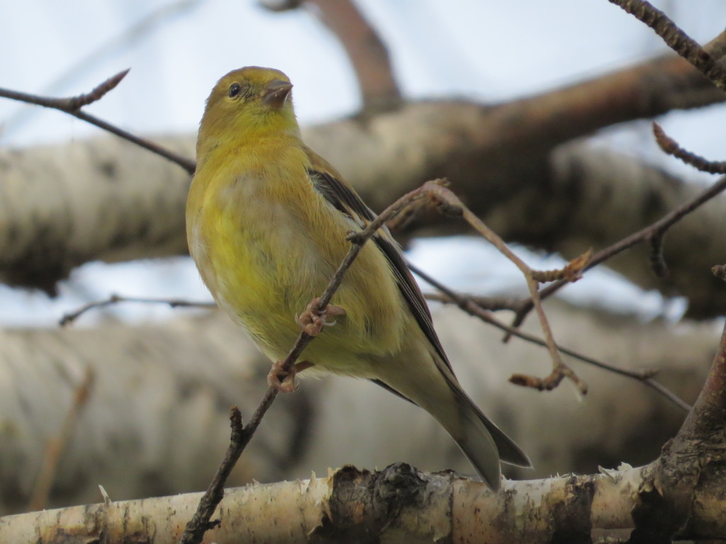 American Goldfinch