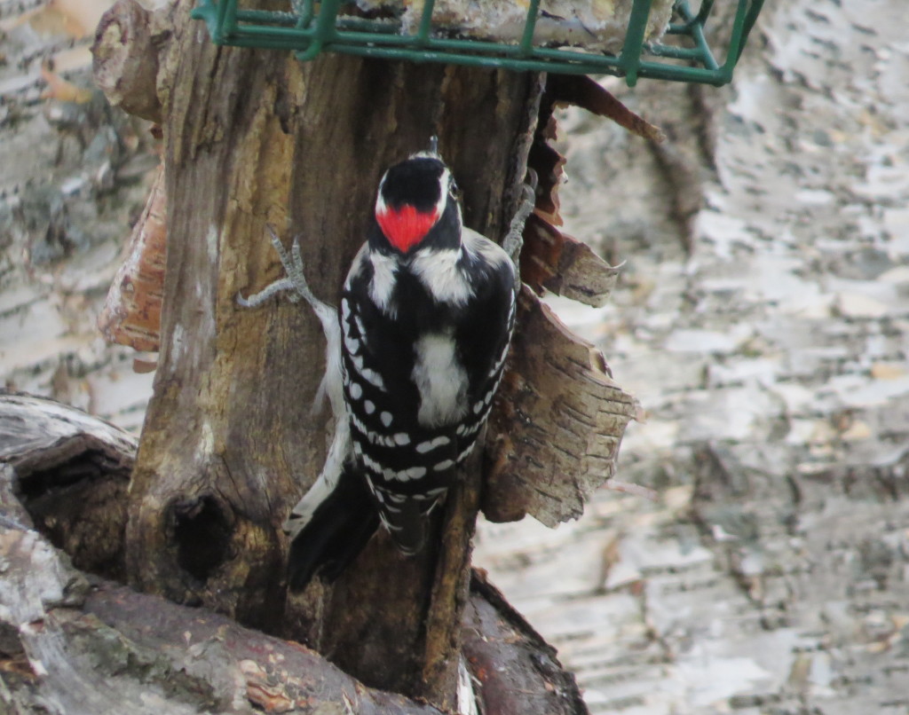 Downy Woodpecker