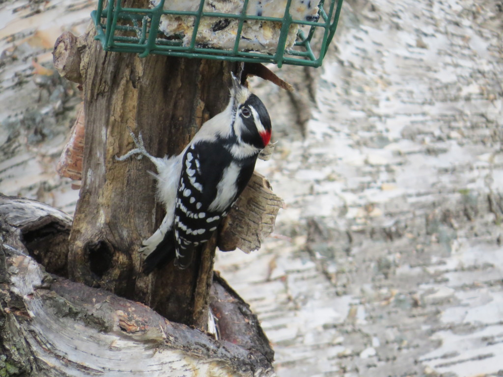 Downy Woodpecker