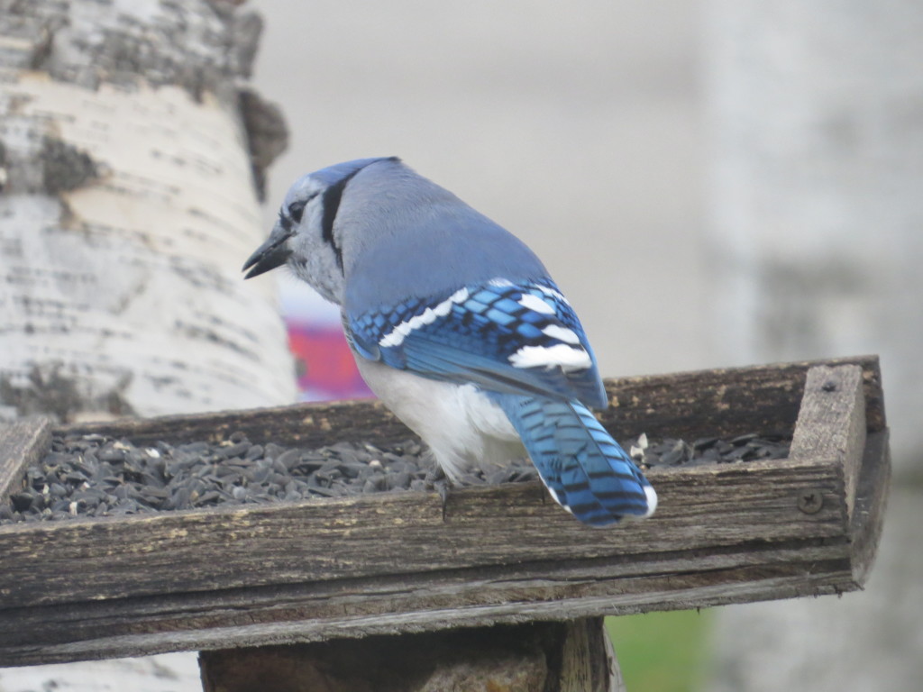 Blue Jay