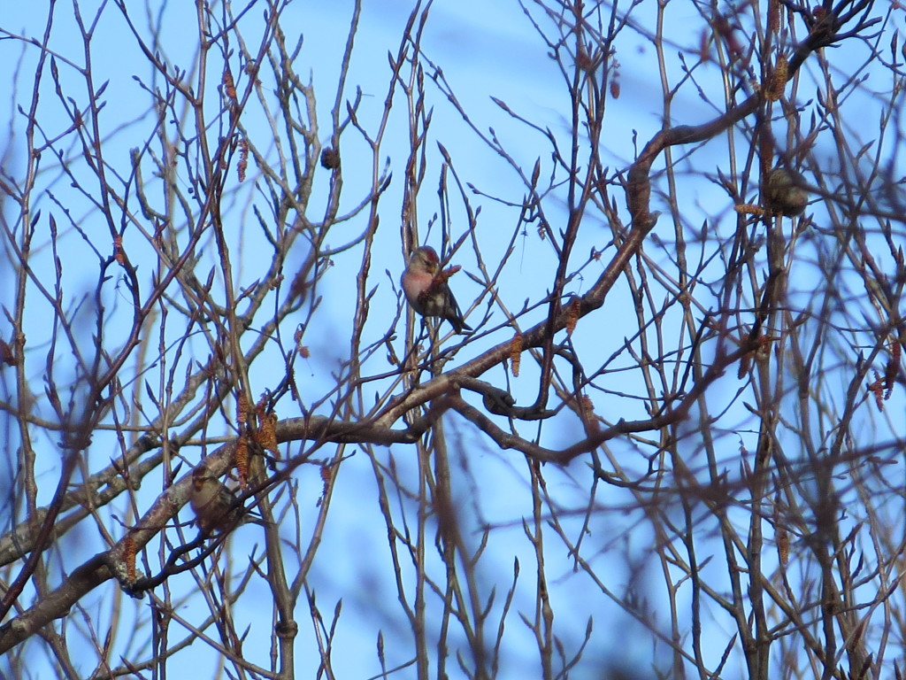 Common Redpolls