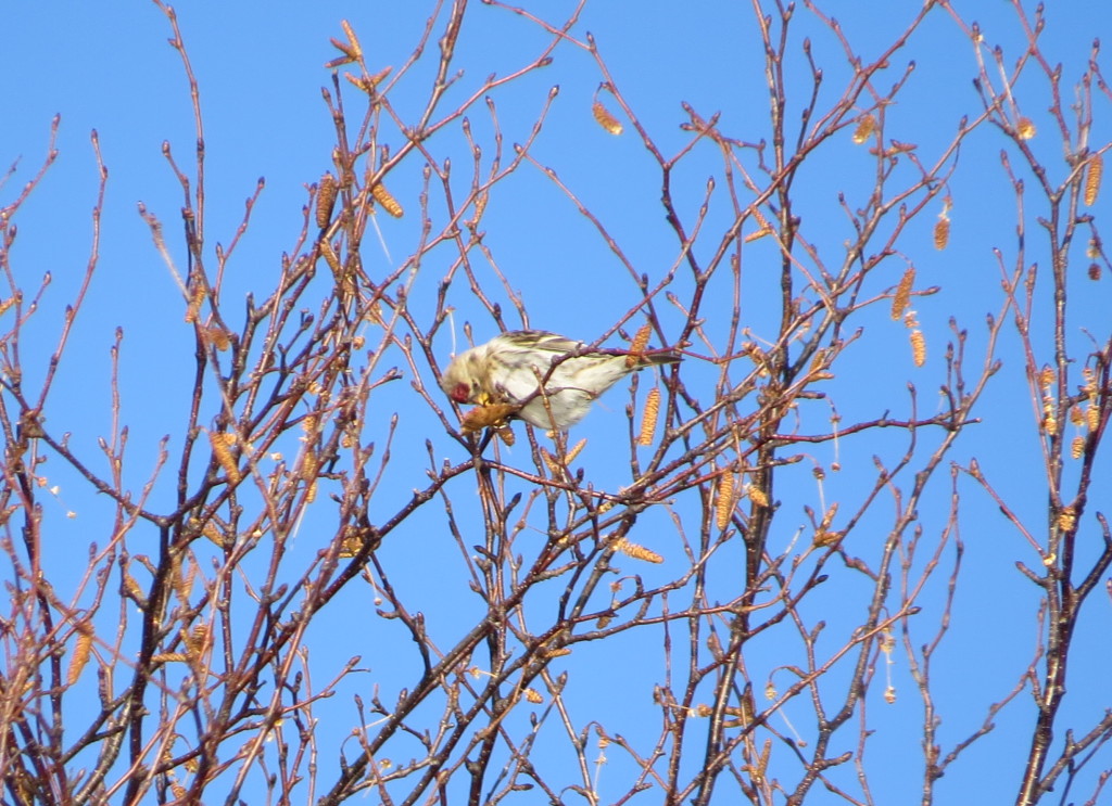 Common Redpoll