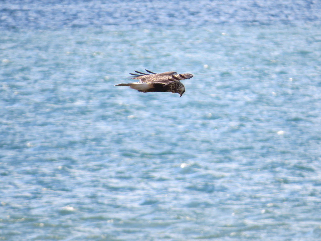 Rough-legged Hawk