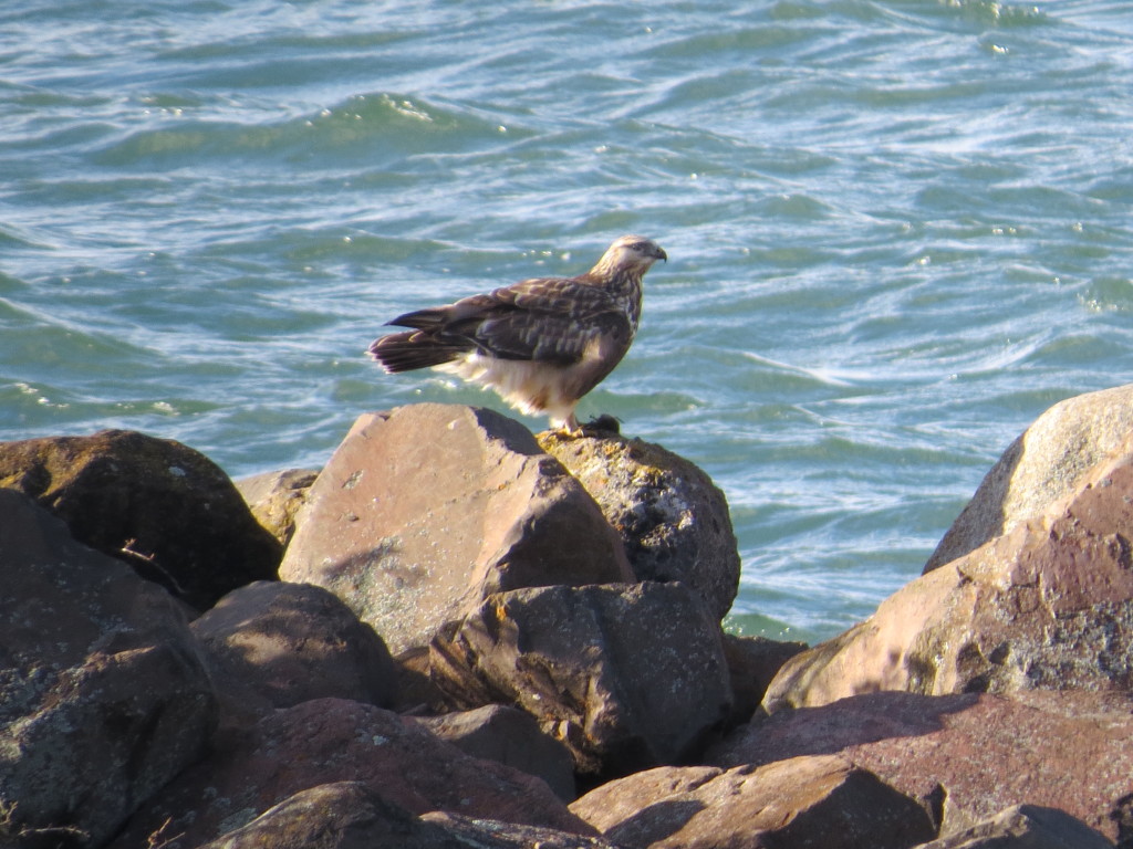 Rough-legged Hawk