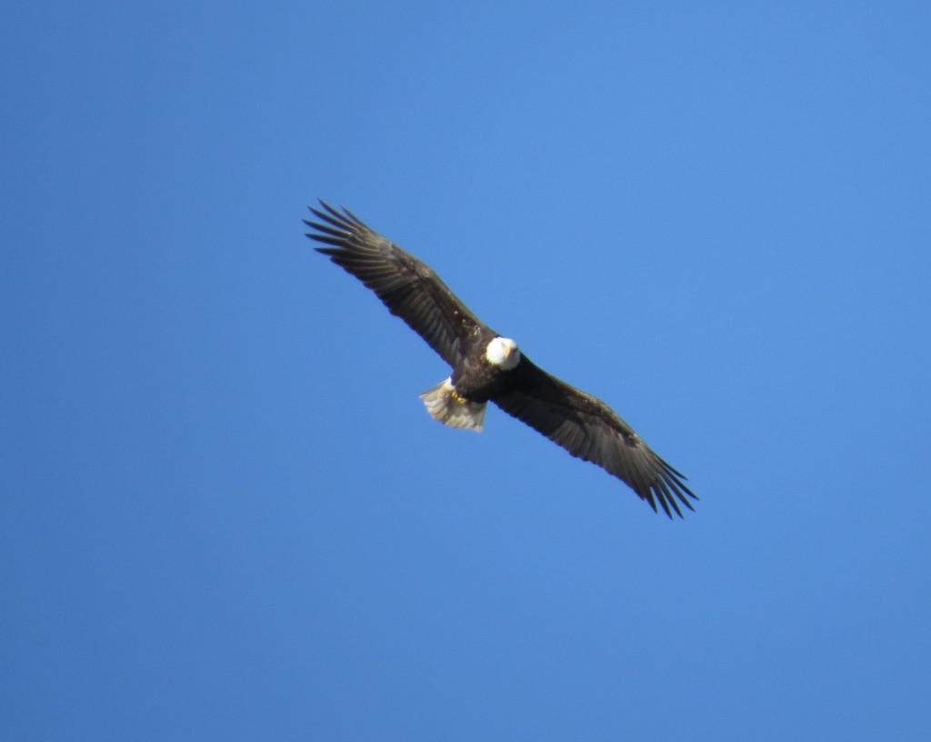 Bald Eagle