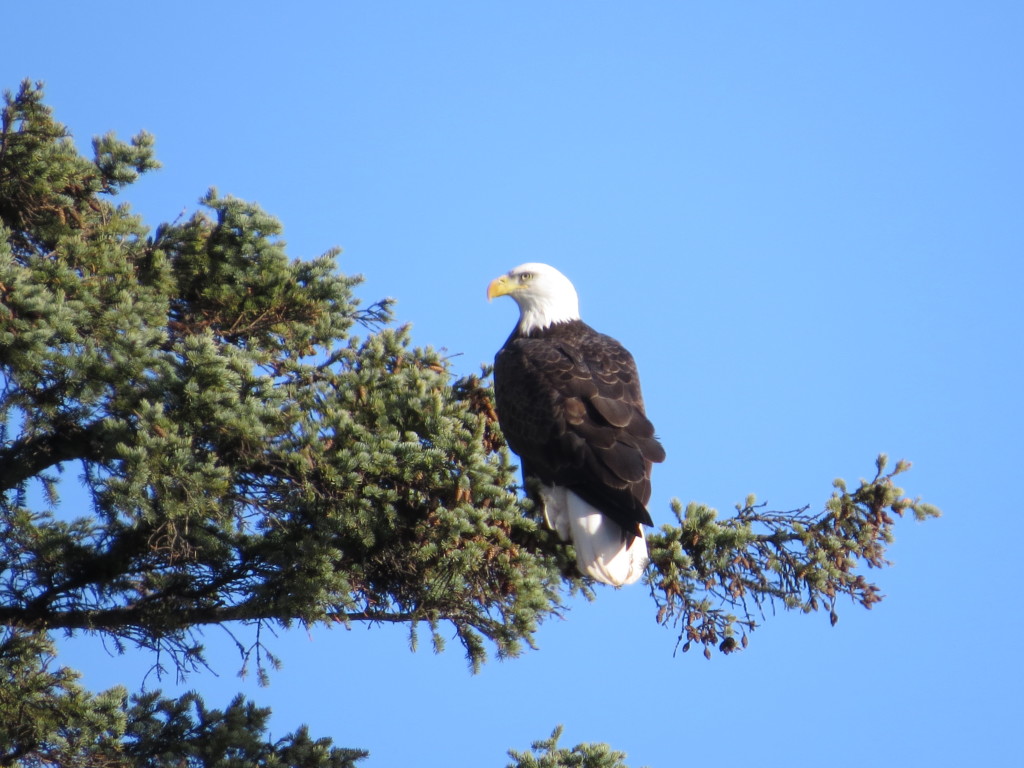 Bald Eagle