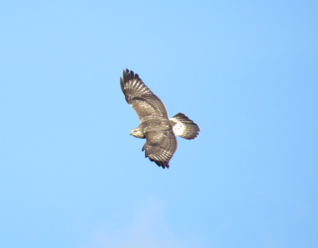 Rough-legged Hawk