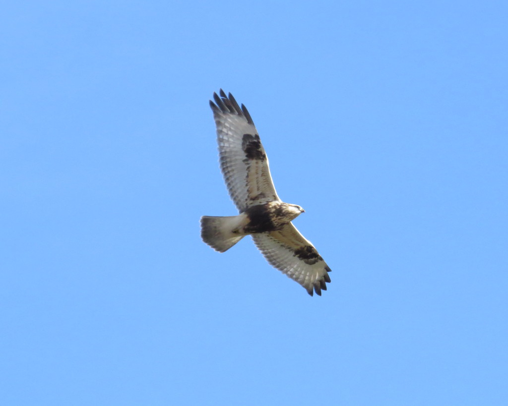 Rough-legged Hawk