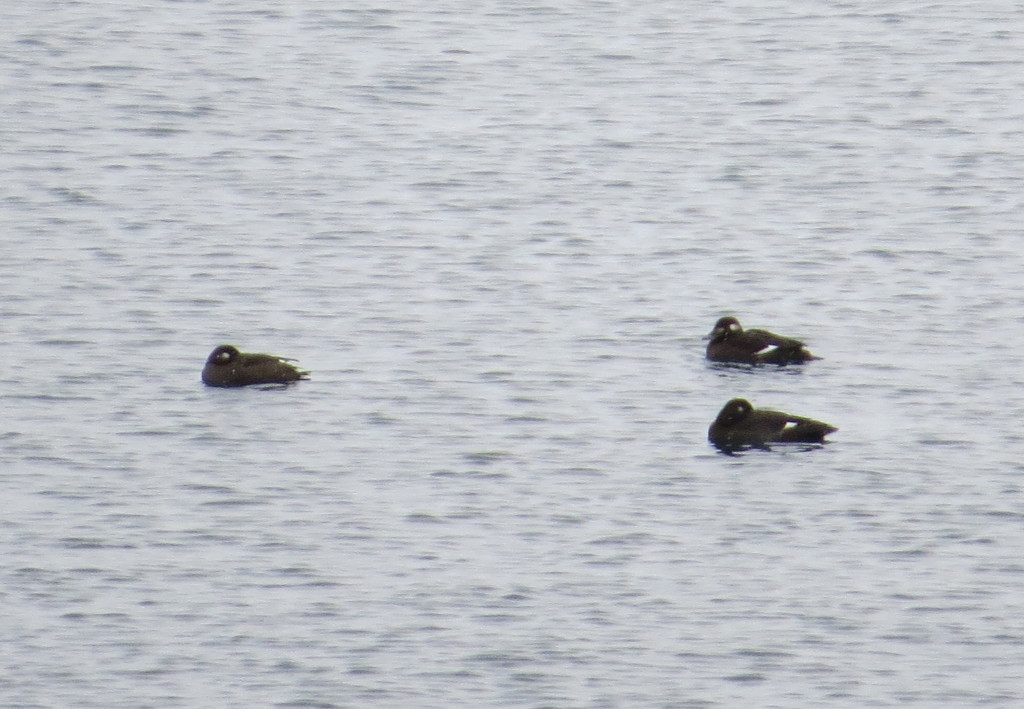 White-winged Scoter