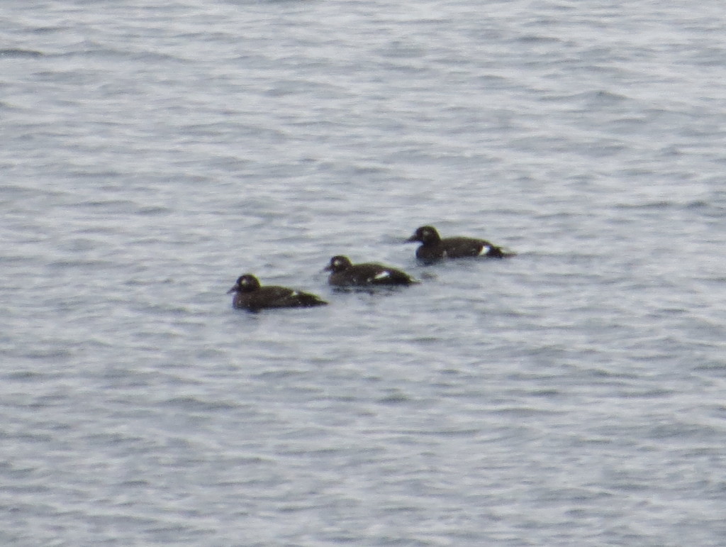 White-winged Scoter