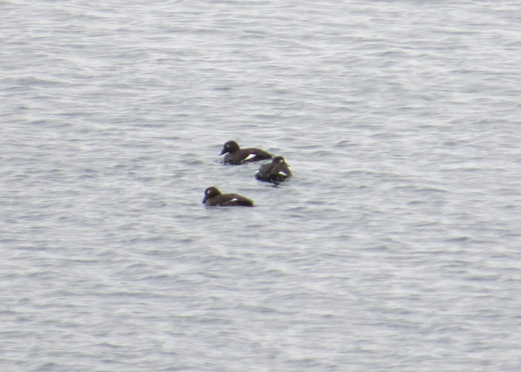 White-winged Scoter