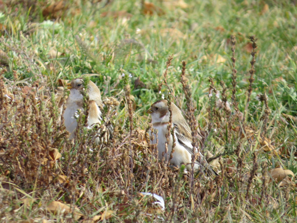 Snow Bunting