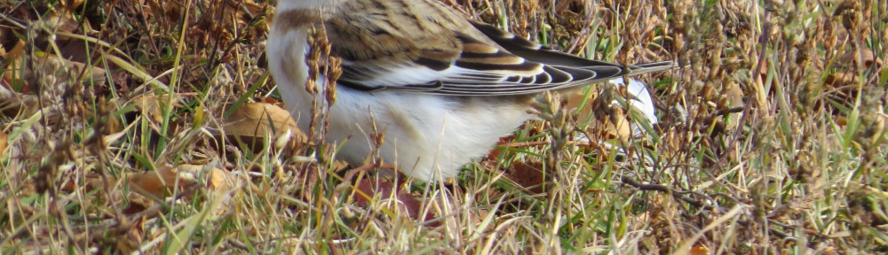 Snow Bunting