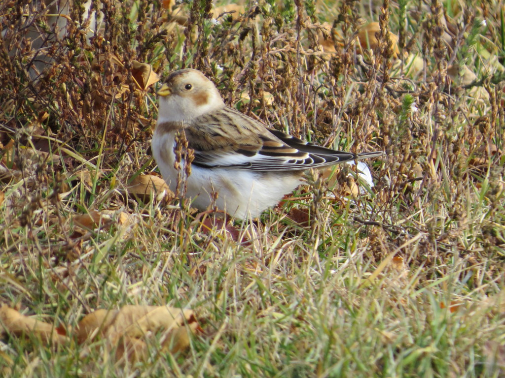 Snow Bunting