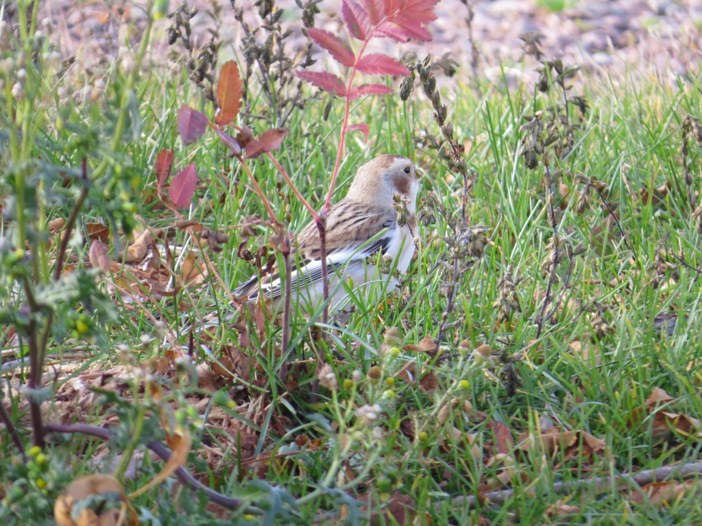 Snow Bunting