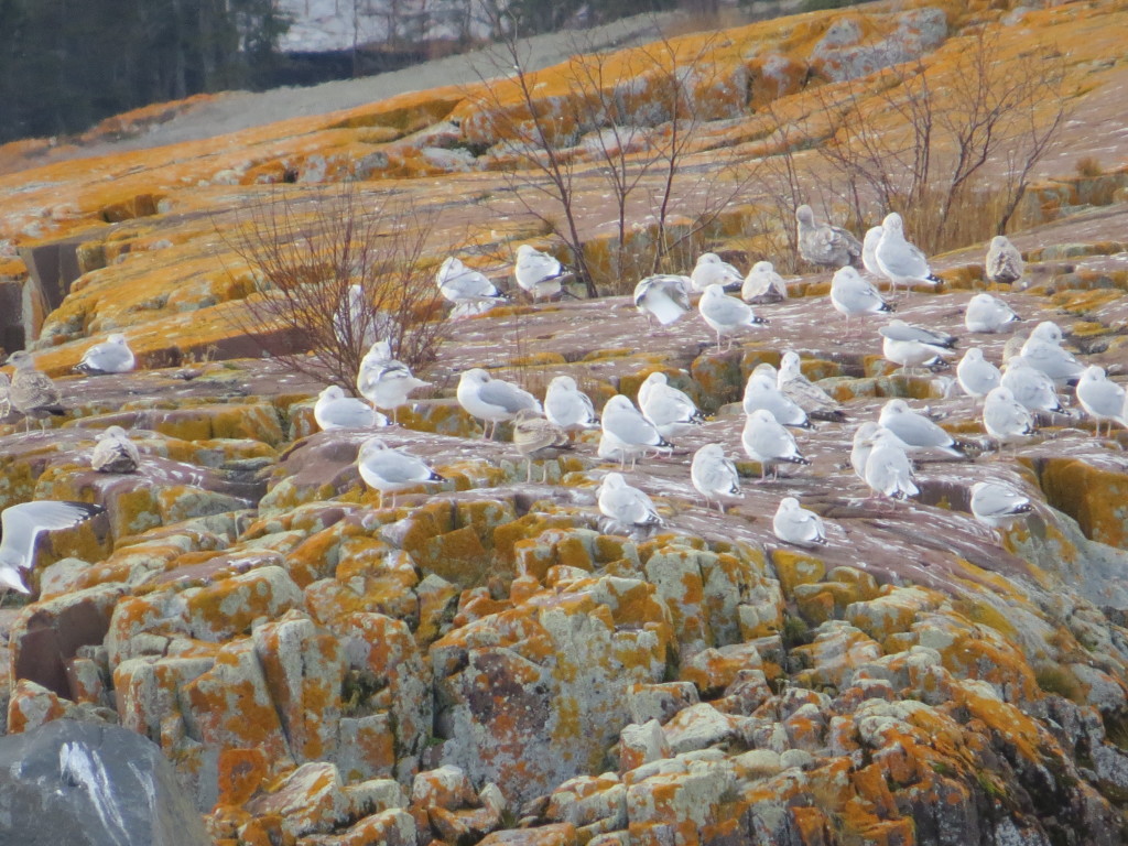 Thayers Gull