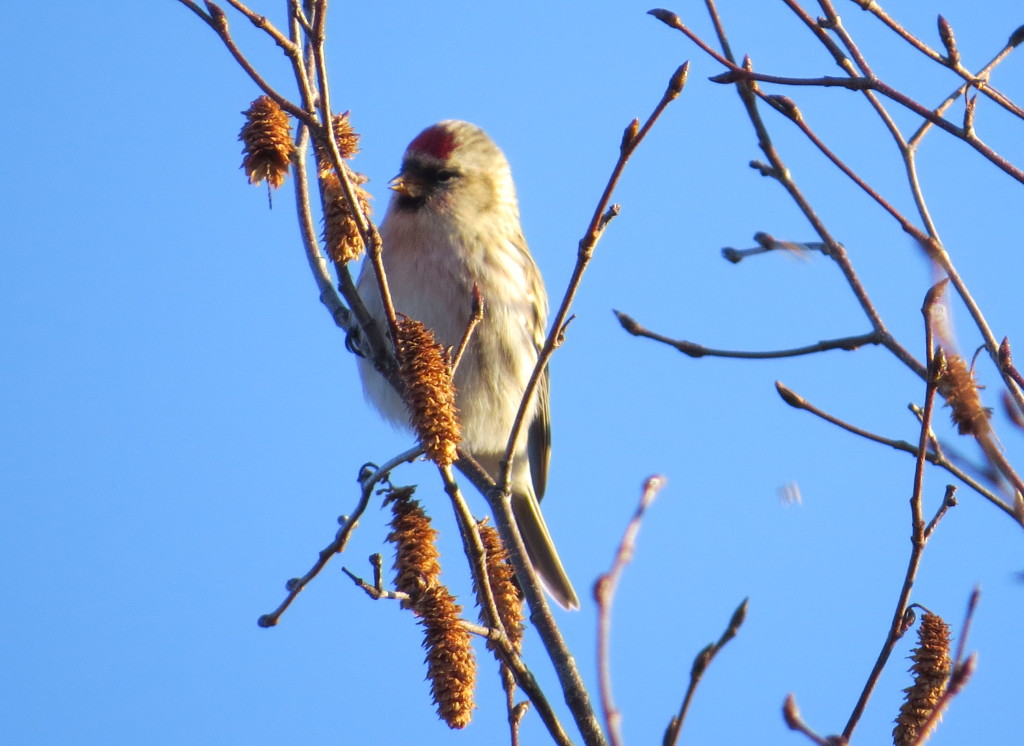 Hoary Redpoll