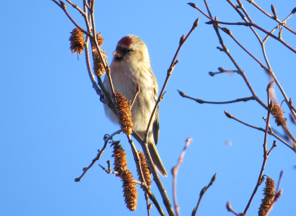 Hoary Redpoll