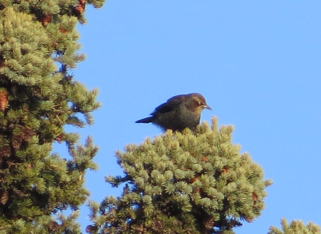 Rusty Blackbird