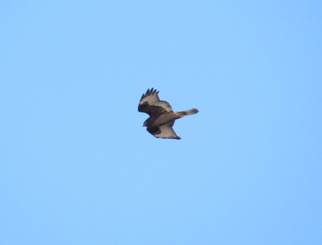 Rough-legged Hawk