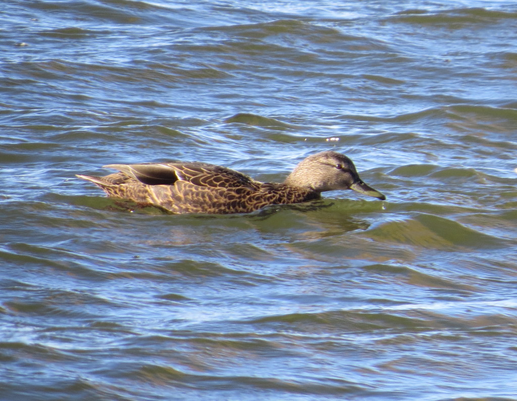 American Black Duck