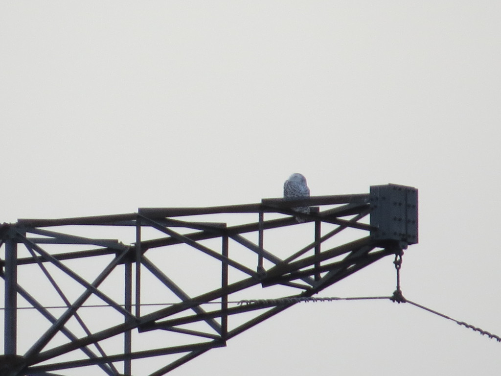 Snowy Owl