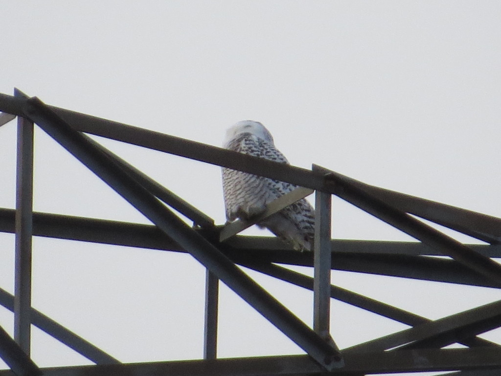 Snowy Owl